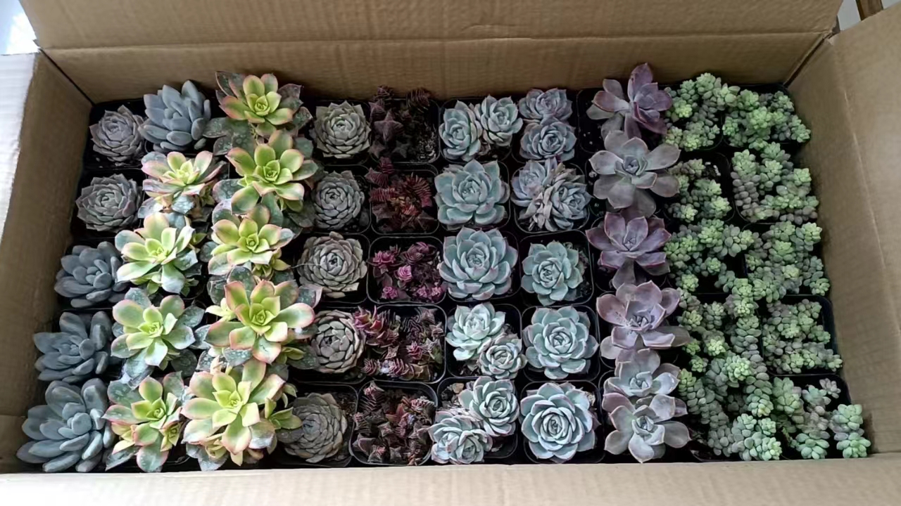 1719539108551130.jpg 1719539108551130.jpg