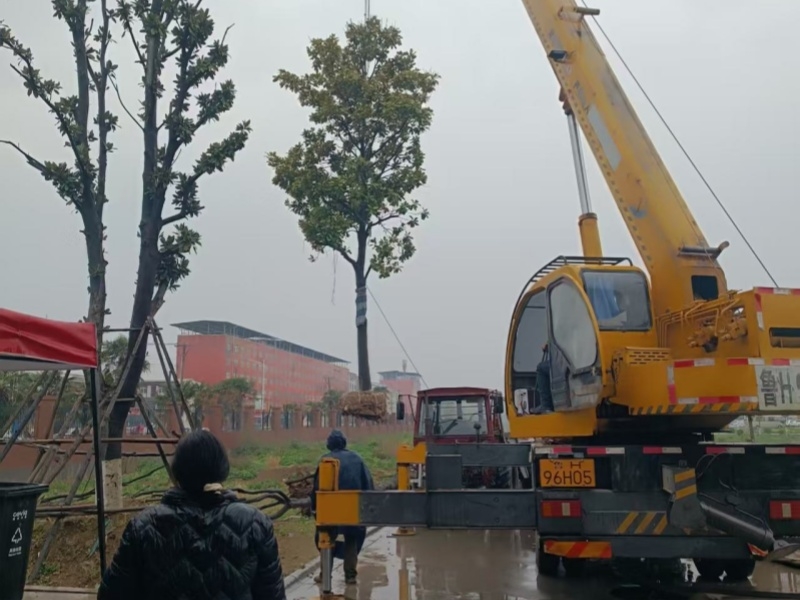 植树图片.jpg 植树图片.jpg